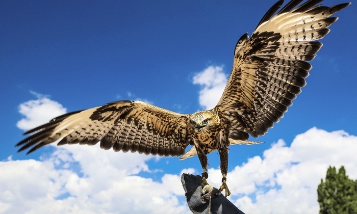 Bird of prey experience at Perriswood, Gower